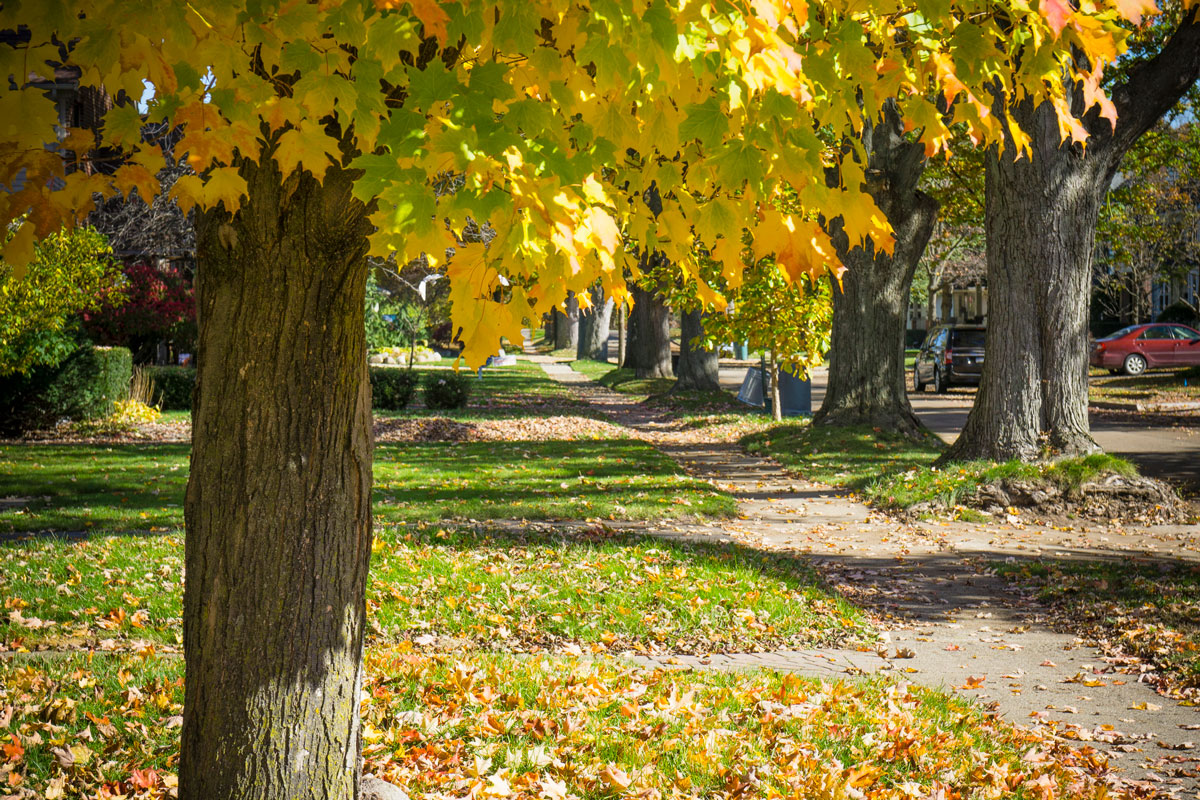 The Fall Drainage Audit: 5 Steps to Prevent Foundation Seepage